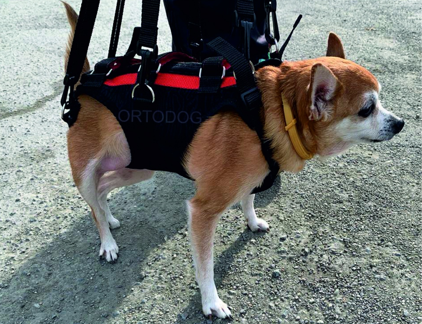 ORTODOG