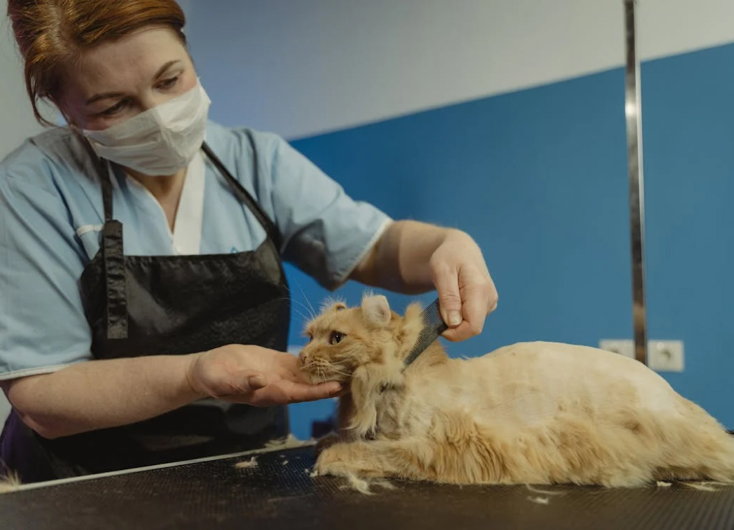 Зачем кошкам стрижка?