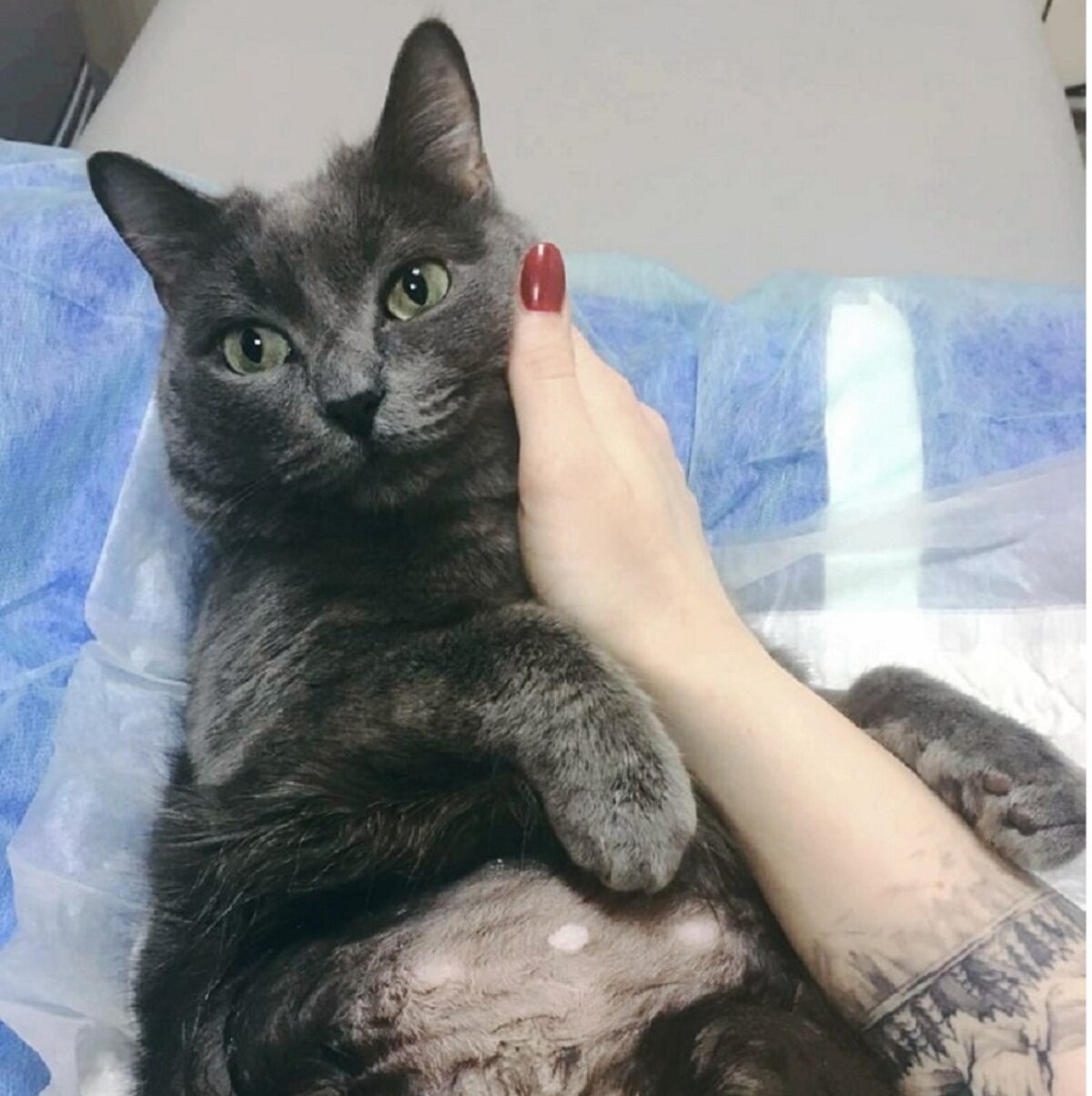 Кот с шансом на жизнь